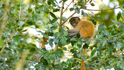 Baby monkey resting on tree among lush green leaves, serene nature wildlife scene. Dusky leaf monkey or spectacled langur or Trachypithecus obscurus