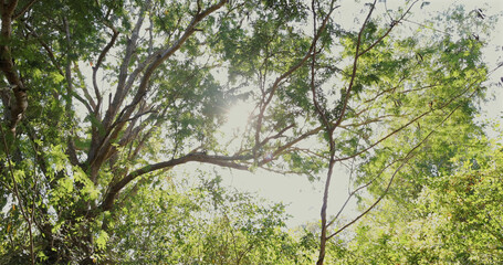 Sunlight filtering through lush green tree branches in serene forest setting.