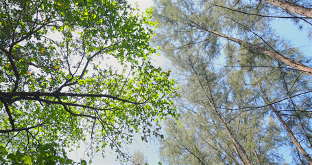 Lush green tree canopy, bright blue sky, peaceful forest atmosphere, serene natural escape.