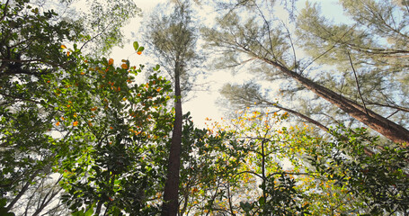 Lush forest canopy, sunlight streaming through tall trees, vibrant green foliage, peaceful woodland scene.