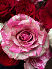 Striking pink and white striped rose takes center stage, delicate petals with intricate patterns. Deep red roses creating vivid and appealing contrast. Beautiful floral arrangement, color and texture