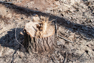 a stump from a sawn tree in the park in spring