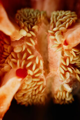 Inside of a Red Bell Pepper with Seeds. Close-Up Macro Shot of Vibrant Interior Structure.