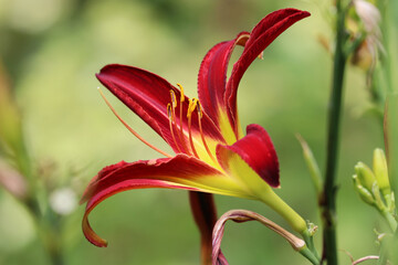 Red and yellow day lily