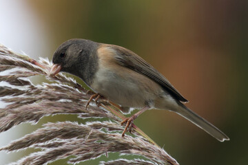 Oregon Junco eating Seeds