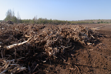 stumps from the peat extraction site