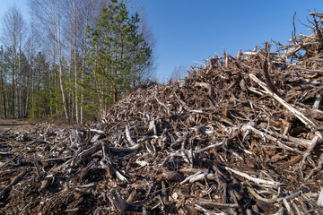 stumps from the peat extraction site