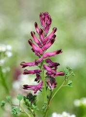 photographs of medicinal herbs and flowers growing in rural areas.