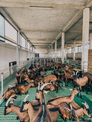 Herd of brown goats lies on the floor in a paddock at a farm