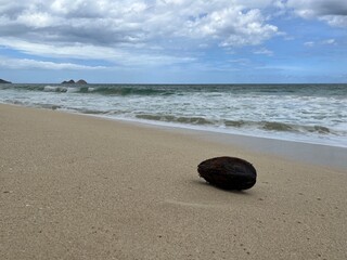 Coconut on the beach