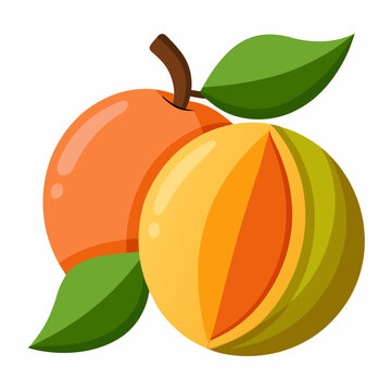 Jenipapo Fruits vector art illustration
