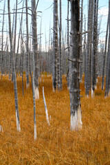 Dead trees in Yellowstone National Park Wyoming