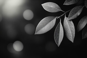Black and white photo of delicate leaves with soft light and contrast