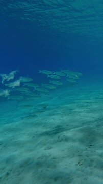 Vertical footage, Group of Mullet fish in turquoise water above sand seabed on sunny day in sunrays, Slow motion