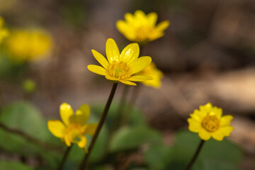 yellow flowers in spring