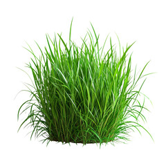 Lush Green Grass Isolated on a Transparent Background for Design Use