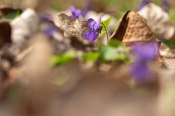 spring flowers in the garden