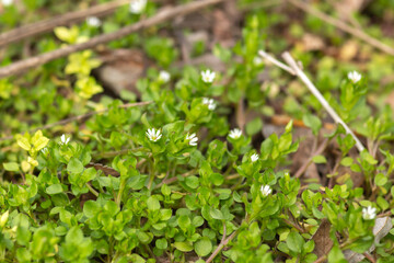 spring flowers in the garden