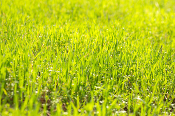 green grass background