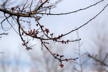 blossom trees spring