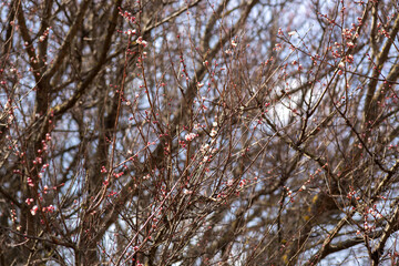 blossom trees spring