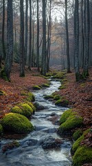 Obraz premium Serene autumnal stream flowing through a mossy forest with fallen leaves Tranquil nature scene perfect for relaxation and peaceful backgrounds