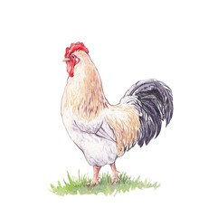 Watercolor Painting of a Rooster, poultry illustration