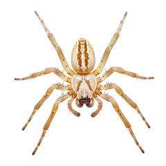 Isolated Spider with Detailed Features on Transparent Background