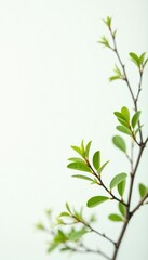 Delicate branches on white background spread out, green, branches