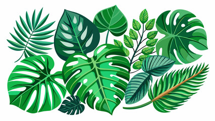 set of green monstera palm and tropical plant leaf isolated on white background for design elements, Flat lay