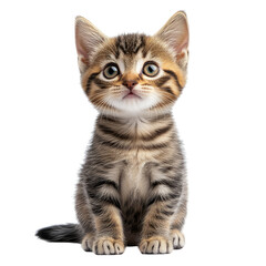 Obraz premium Cute Tabby Cat Isolated on Transparent Background for Design Use