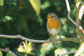 European robin (Erithacus rubecula) sitting on a tree branch in Zurich, Switzerland