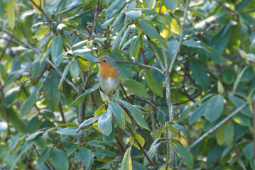 European robin (Erithacus rubecula) sitting on a tree branch in Zurich, Switzerland