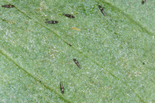 Thripsen,  Fransenfl&uuml;gler, Blasenf&uuml;&szlig;e, Thysanoptera