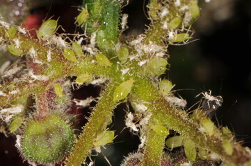 Geranienblattlaus, Pelargonien-Blattlaus,  Acyrthosiphon Malvae, Acyrthosiphon Pelargonii