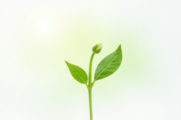 Obraz premium Green stem with single leaf isolated on white background, flora, single bloom