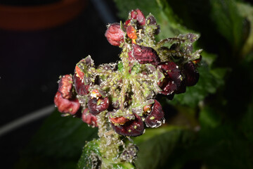 Geranienblattlaus, Pelargonien-Blattlaus,  Acyrthosiphon Malvae, Acyrthosiphon Pelargonii