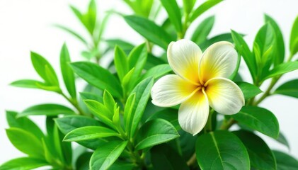 Leafy green foliage isolated on white background, flower, botanical