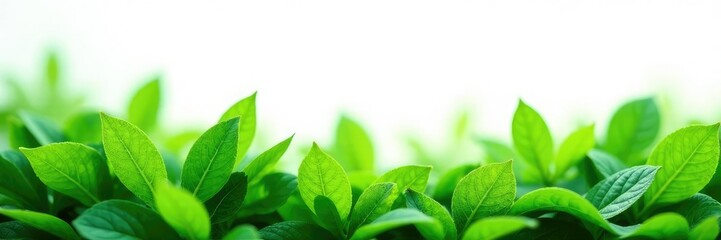 Fototapeta premium Leafy greens isolated on white background with soft focus effect, plants, natural world, greenery