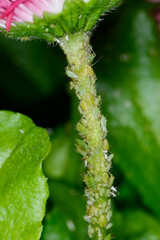 Läusebefall, Maßliebchen