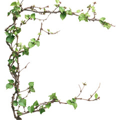 Green Ivy Frame Isolated on Transparent Background for Design Use