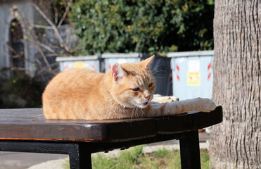je suis un chat fatigué