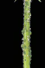 Fototapeta premium Dunkelgrüne Brennesselblattlaus, Aphis urticata