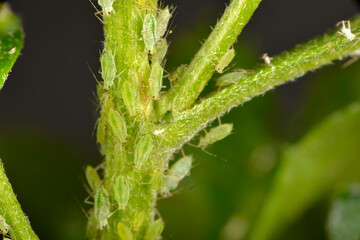 Grünstreifige Kartoffellaus, Macrosiphum euphorbiae