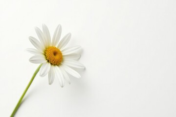 Single daisy flower isolated on white background, daisy,