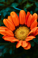 orange gerbera flower