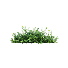 Obraz premium Lush small bushes display bright green leaves, arranged densely for a vivid representation of natural flora, enhancing any design concept.
