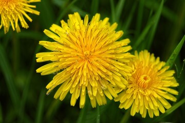 Yellow dandelion flowers blooming in green grass  