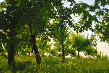 Italien, Anbaugebiet des DOC-Prosecco