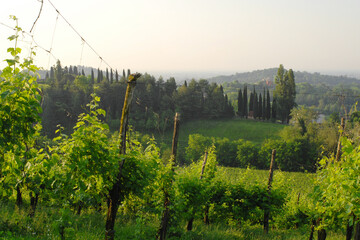 Italien, Anbaugebiet des DOC-Prosecco